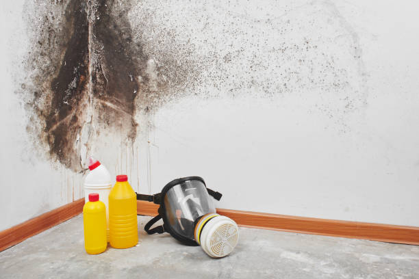 Best Mold Remediation  in Belhaven, NC