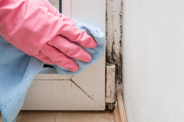 Office Mold Removal Services in Belhaven, NC